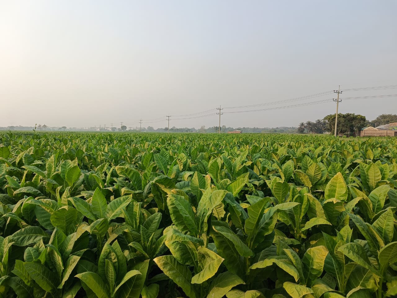 LEAF & JUTE IBERIAN S.L plantacion