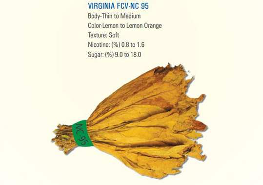 LEAF & JUTE IBERIAN S.L virginia 95