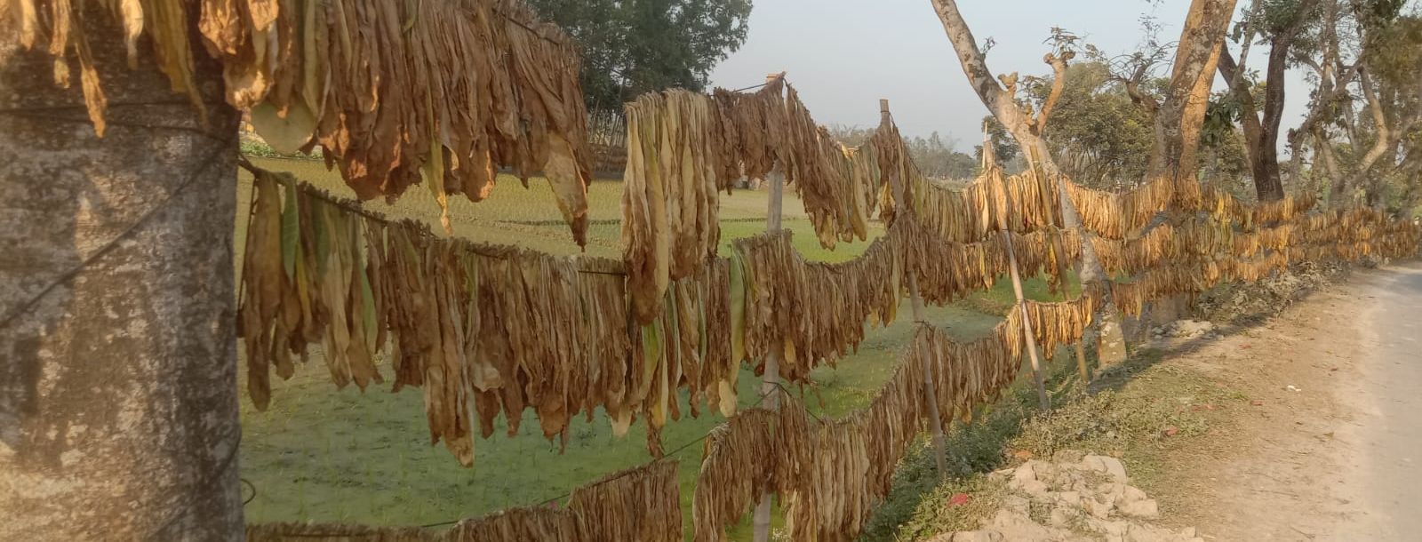 LEAF & JUTE IBERIAN S.L plantas secandose